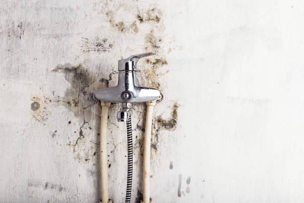 Best Professional Mold Removal  in Baxter, MN