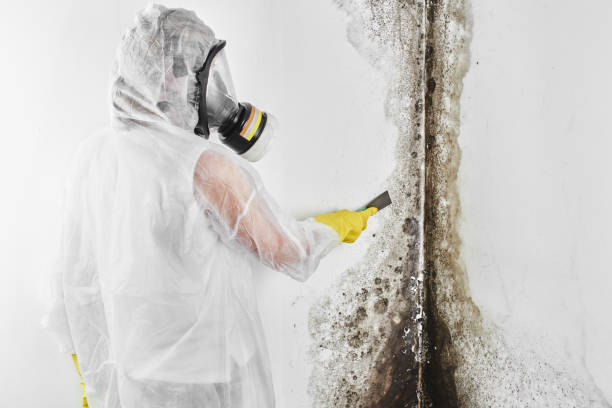 Best Black Mold Removal  in Baxter, MN