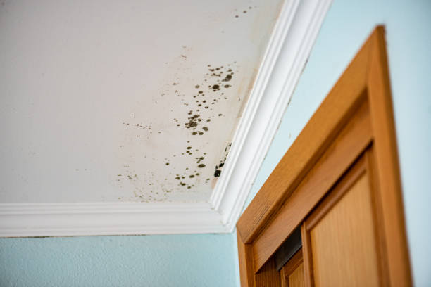 Mold Removal and Inspection in Baxter, MN