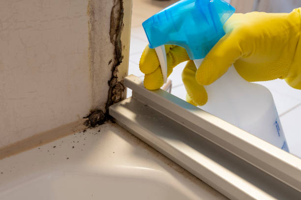 Best Certified Mold Removal  in Baxter, MN