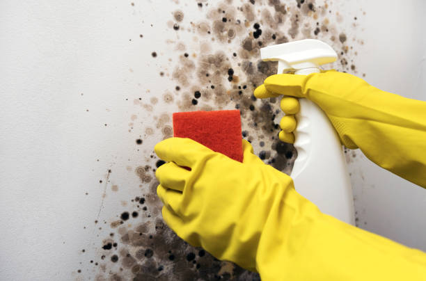 Best Mold Remediation Experts  in Baxter, MN