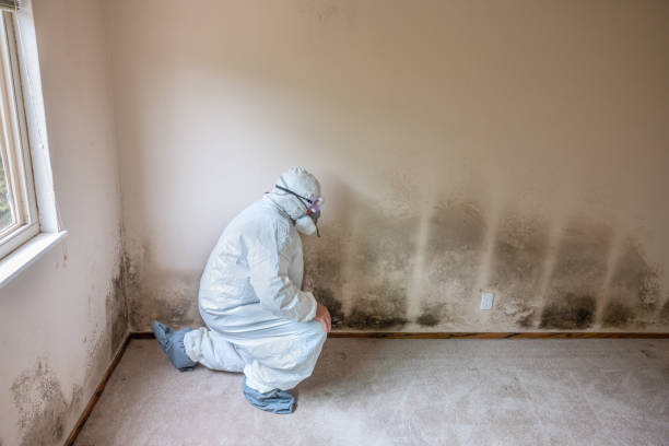 Best Mold Testing  in Baxter, MN