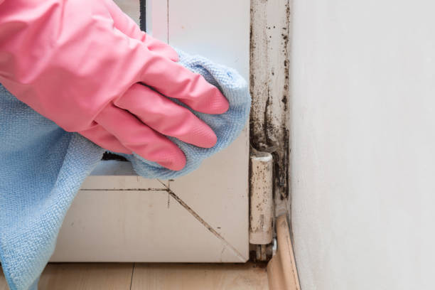 Best Commercial Mold Removal  in Baxter, MN