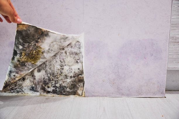 Best Residential Mold Removal  in Baxter, MN